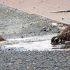 「ツグミとスズメ」の水浴び風景