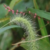 お隣の公園の花木