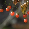 鶏足山。　富士と赤い実と笠間稲荷