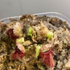 セファロタス成長記録=2026/5月28日 #食虫植物 #セファロタス #icos #著作権無料 #BGM