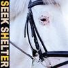 【160】Iceage「Seek Shelter」