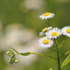 ６月に撮影した昆虫など♪