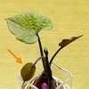 しょんぼり🍠🌱が少し元気に→小さな🌱葉っぱが自力で開いてた🙌