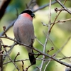 日本　文殊の森公園のウソ