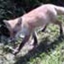 foxcafelate