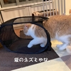 雨田甘夏、実践です。【猫と狙いと一撃事情】