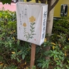 中学受験雑感：国公立の医学部にいると・・・