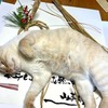 迎春
