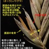 イネ科の用語解説（その3）