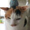 かわいい三毛猫さん画像20選！三毛猫の雄は縁起が良く、招き猫のモデルにもなっている