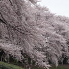 近所の桜も満開だった