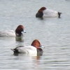 ２０２４ 晩秋の馬見丘陵公園 ～ 水鳥編