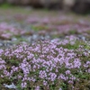 この時期の花