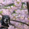 バジルと河津桜