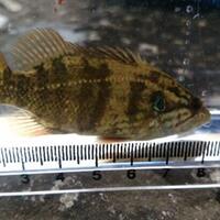 絶滅危惧種 オヤニラミが関東に オヤニラミってどんな魚 Momoブログ 絶滅危惧種 オヤニラミが関東に オヤニラミってどんな魚 Momoブログ