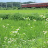 養老鉄道 by EOS60D