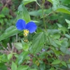 【ちいさな野の花を愛でる】