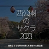 1988食目「西公園のサクラ2023」日本さくら名所100選にも選ばれた西公園