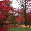 ミモザ・ガーデンの日記　紅葉の京都