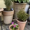 エバリンの花