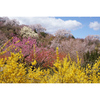 福島の桃源郷，花見山公園を訪ねた