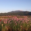 愛宕山と秋桜