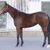 シルクなお馬さん（明け２歳・関西牝馬）