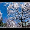 魚眼でしだれ桜