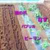 8月の菜園