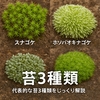 🌿苔のある暮らしへようこそ｜代表的な苔3種類をじっくり解説