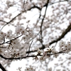 桜2013と箱根新道