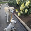 『ヒマラヤの青いケシ』に恋してしまった午後