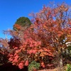 奈良・當麻寺　～お見事！モミジの紅葉の巻～