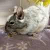 しろごまあん1002日目