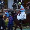 【一口馬主】馬主孝行ロコポルティくん、1枠1番はポールポジションなのか！？