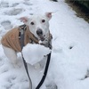 雪が積もった朝
