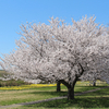 2018/03/30 渡良瀬遊水地