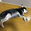 まろにー3569日目