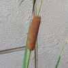 (227) Typha domingensis