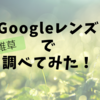 便利【Googleレンズ】を使って雑草を調べた結果！