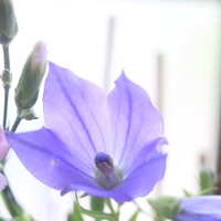 ７月の窓辺の花・桔梗