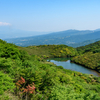 氷ヶ池のヤマツツジ