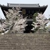 花だより・金戒光明寺