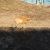 2019・11・22・金曜日(大安)松ちゃんが嬉しそうに～♪