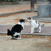 近隣繁華街のねこさん