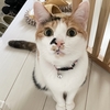 カブキメーキャップ症候群●～*