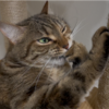 キャットタワーで寛ぐあんころもち特集37