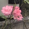 薔薇