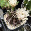 牡丹玉の花