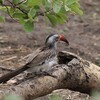 ハイイロコサイチョウ(African Grey Hornbill)など